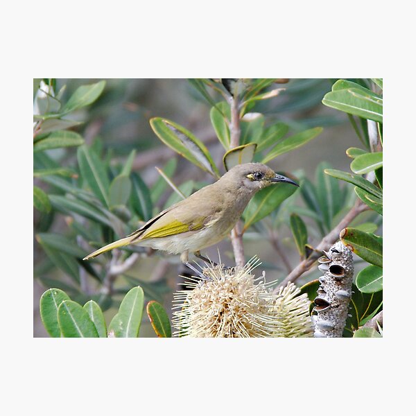 HONEYEATER ~ SC ~ Brown Honeyeater 8uoyESxa by David Irwin 031019 Photographic Print