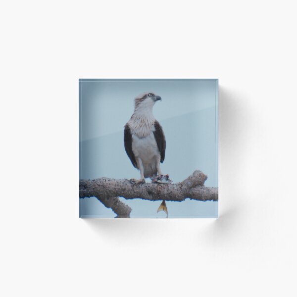 RAPTOR ~ SC ~ Eastern Osprey by David Irwin 031019 Acrylic Block
