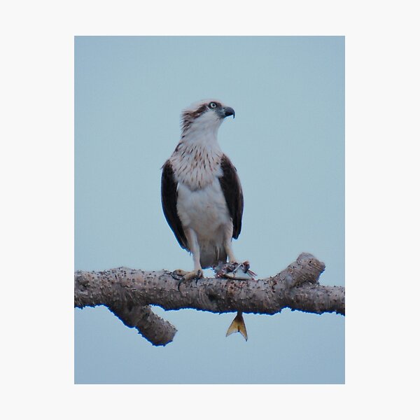 RAPTOR ~ SC ~ Eastern Osprey by David Irwin 031019 Photographic Print
