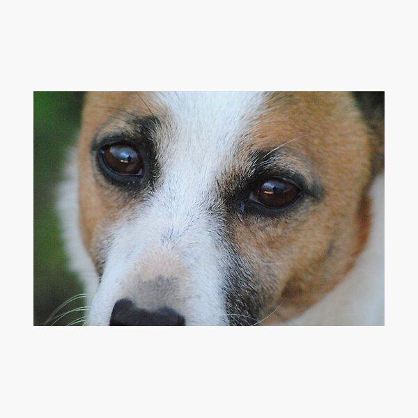 Jack Russell Dog, Close up Photographic Print