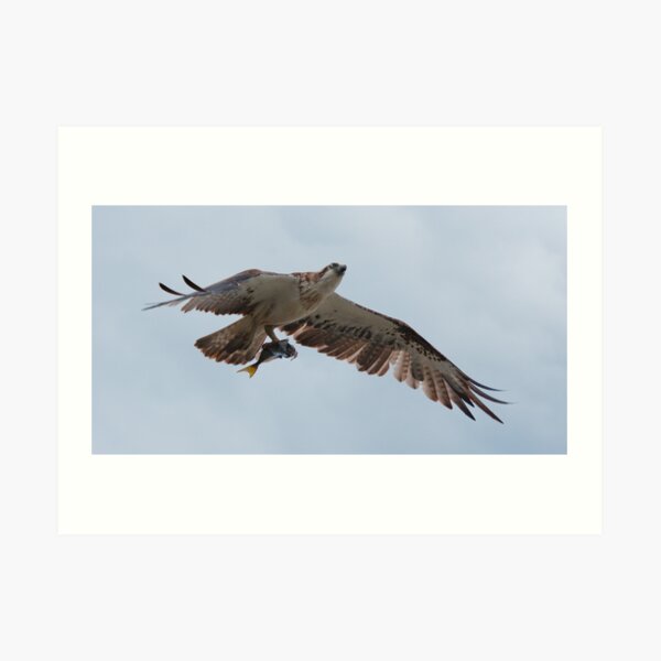 RAPTOR ~ SC ~ Eastern Osprey 2 by David Irwin 031019 Art Print