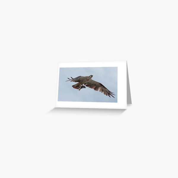 RAPTOR ~ SC ~ Eastern Osprey 2 by David Irwin 031019 Greeting Card