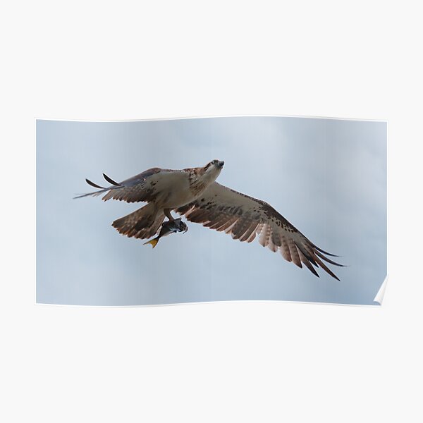 RAPTOR ~ SC ~ Eastern Osprey LVYUQLSB by David Irwin 031019 Poster