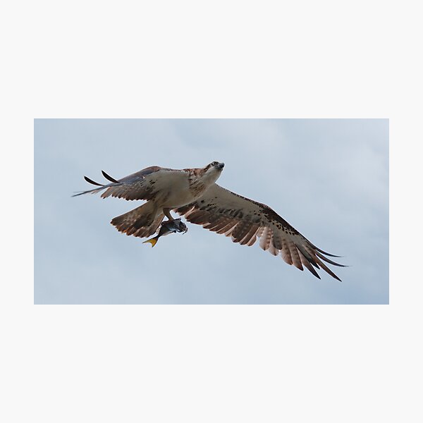 RAPTOR ~ SC ~ Eastern Osprey 2 by David Irwin 031019 Photographic Print