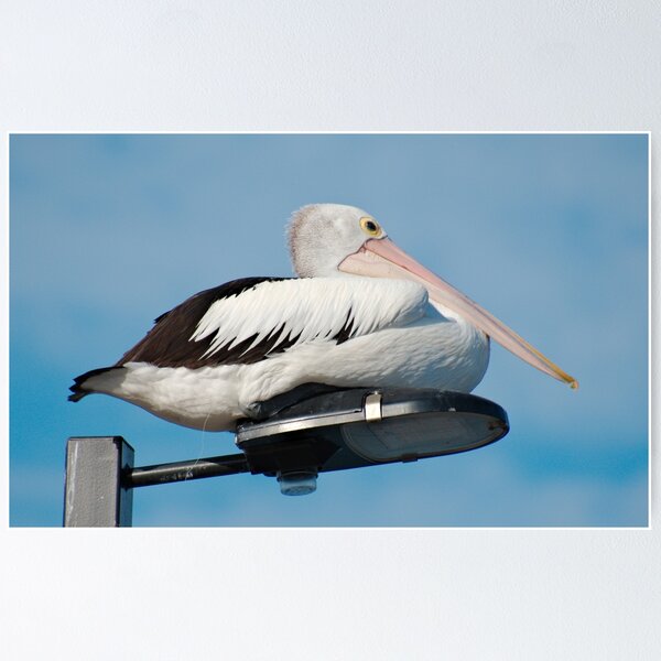 MARINE BIRD ~ SC ~ Australian Pelican PNJAEKV8 by David Irwin 031019 Poster