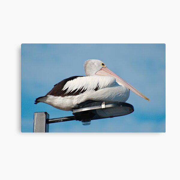 MARINE BIRD ~ SC ~ Australian Pelican PNJAEKV8 by David Irwin 031019 Canvas Print