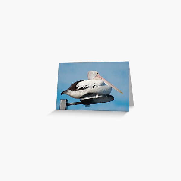 MARINE BIRD ~ SC ~ Australian Pelican by David Irwin 031019 Greeting Card