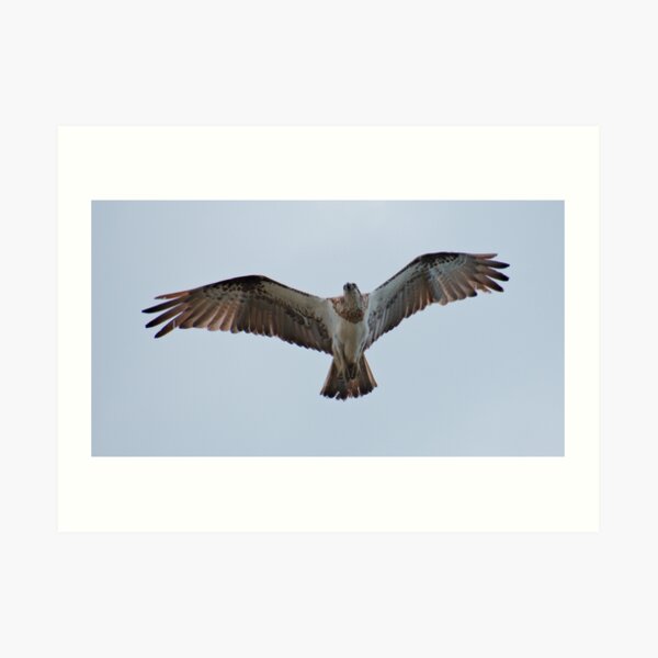 RAPTOR ~ SC ~ Eastern Osprey 3 by David Irwin 031019 Art Print