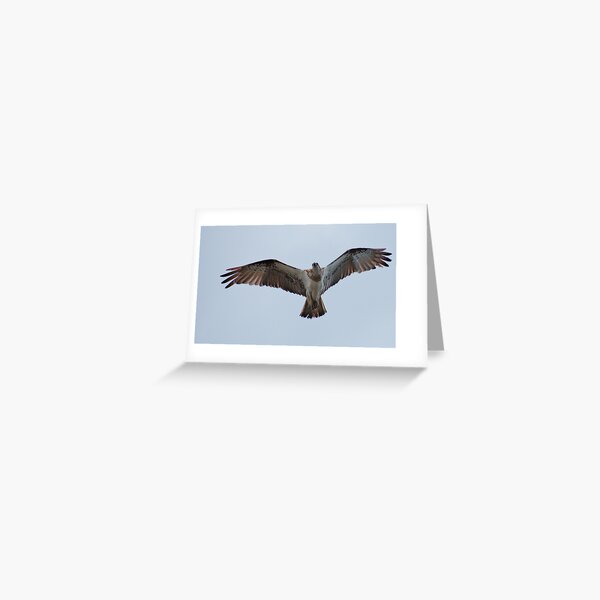 RAPTOR ~ SC ~ Eastern Osprey 3 by David Irwin 031019 Greeting Card