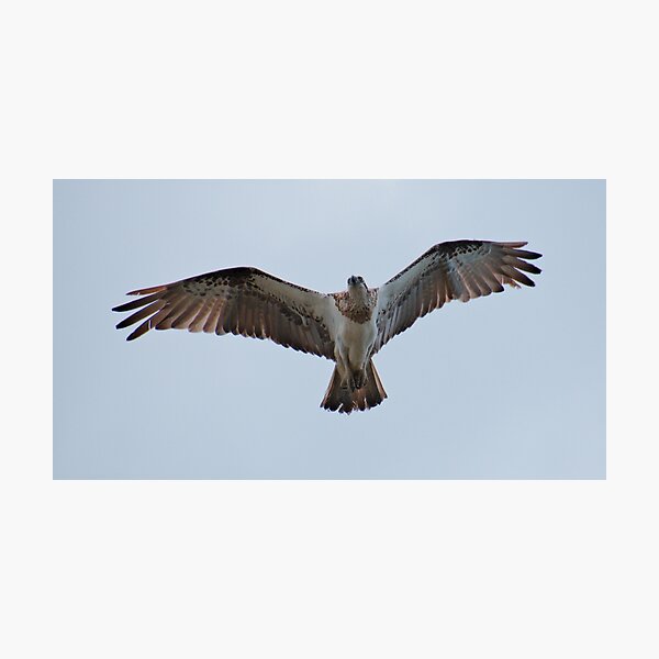 RAPTOR ~ SC ~ Eastern Osprey 3 by David Irwin 031019 Photographic Print