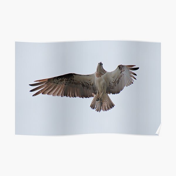 RAPTOR ~ SC ~ Eastern Osprey XLCFPHJ4 by David Irwin 031019 Poster