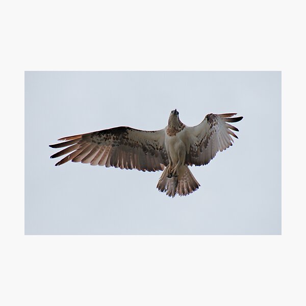 RAPTOR ~ SC ~ Eastern Osprey 4 by David Irwin 031019 Photographic Print