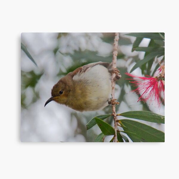 HONEYEATER ~ SC ~ Scarlet Honeyeater 4ms5LuMD by David Irwin 031019 Metal Print