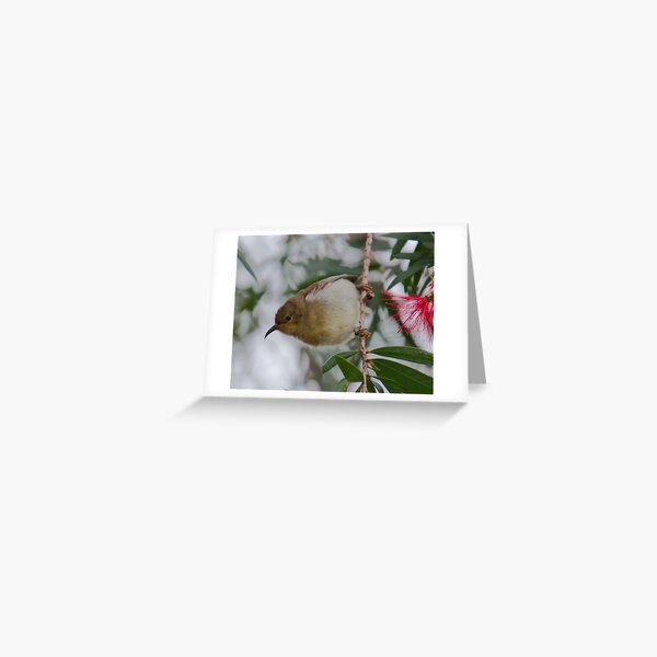 HONEYEATER ~ SC ~ Scarlet Honeyeater by David Irwin 031019 Greeting Card