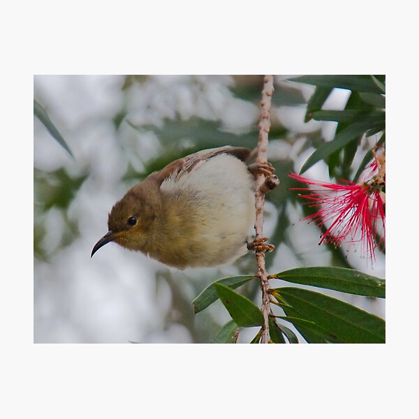 HONEYEATER ~ SC ~ Scarlet Honeyeater by David Irwin 031019 Photographic Print