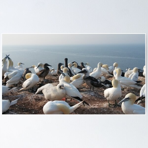 Item preview, Gannets with Kids at Helgoland designed and sold by gesa118.