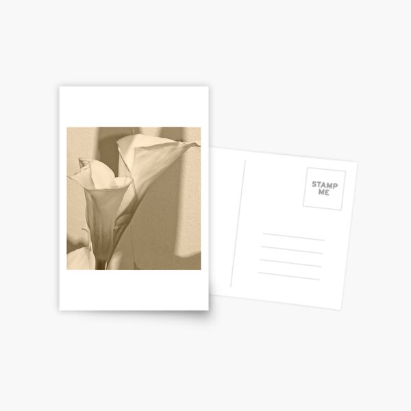 Calla Lily Postcard