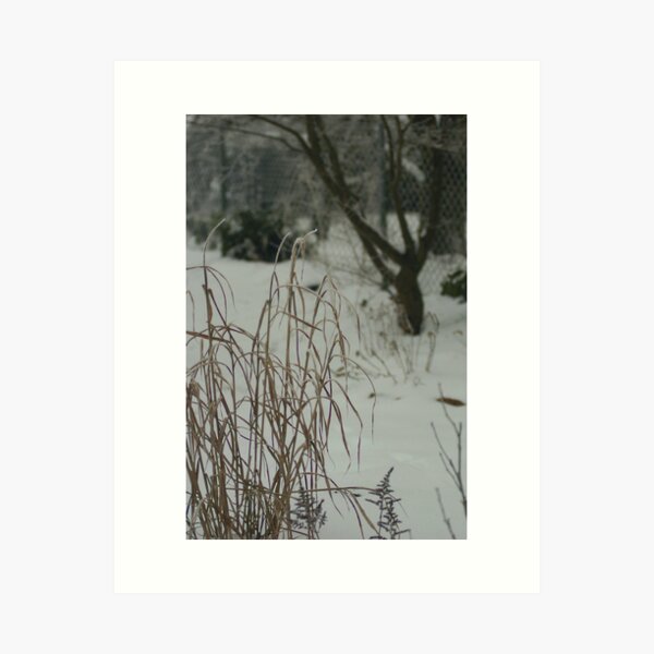 Country Garden in Winter Art Print