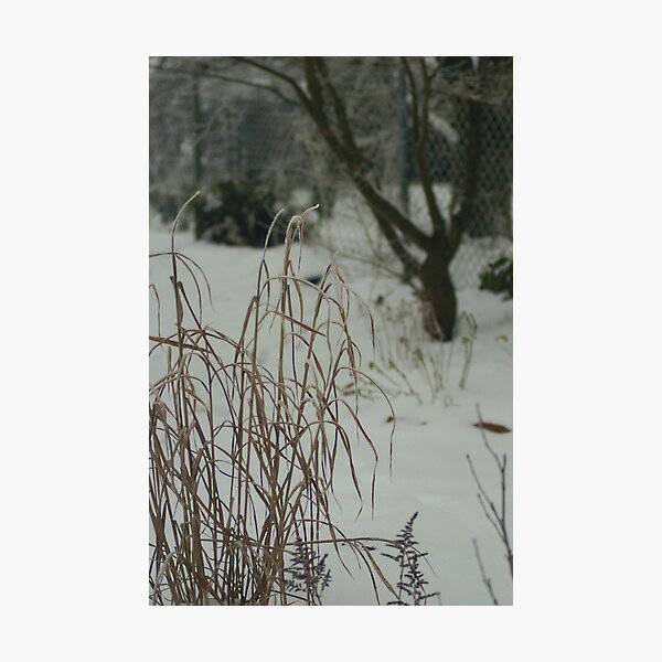 Country Garden in Winter Photographic Print