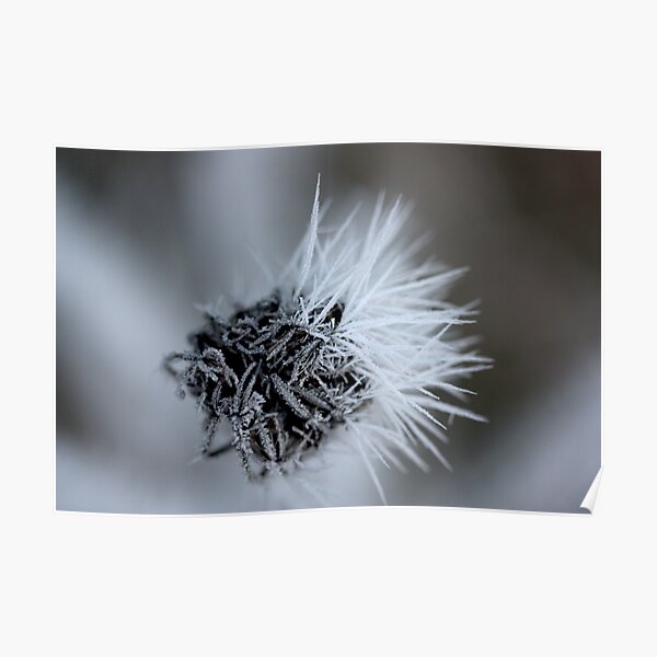 black and white lace Poster