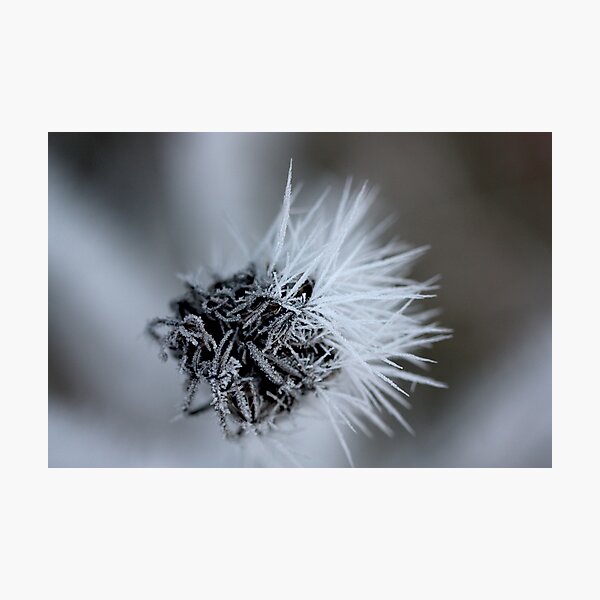 black and white lace Photographic Print