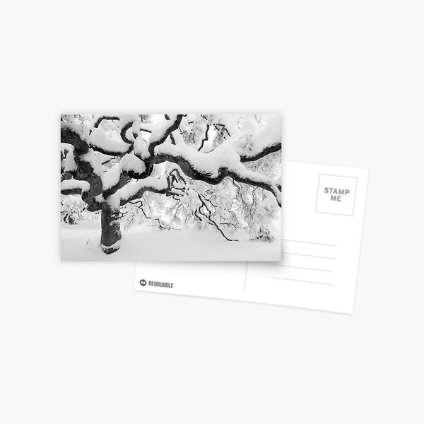 Japanese Maple Tree Postcard