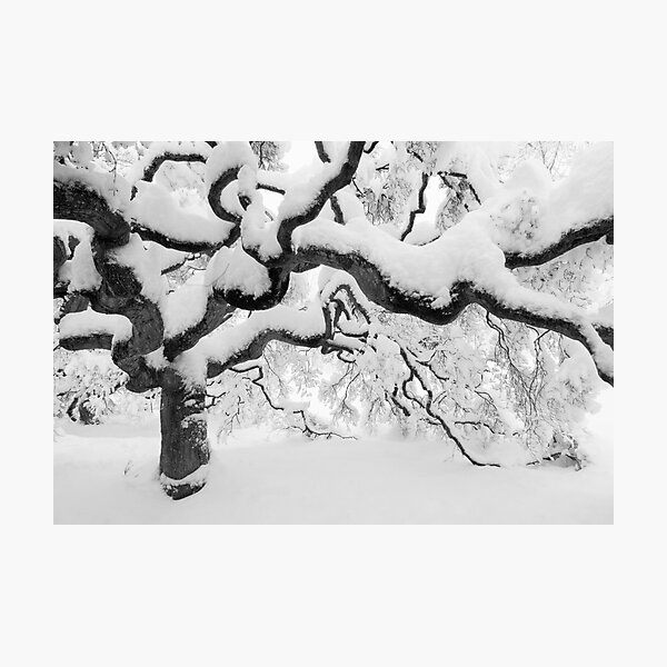 Japanese Maple Tree Photographic Print