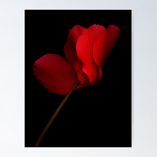 Red Cyclamen Poster