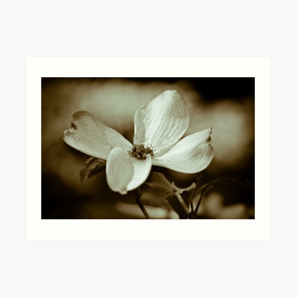 Monochrome Flowering Dogwood Blossom Art Print