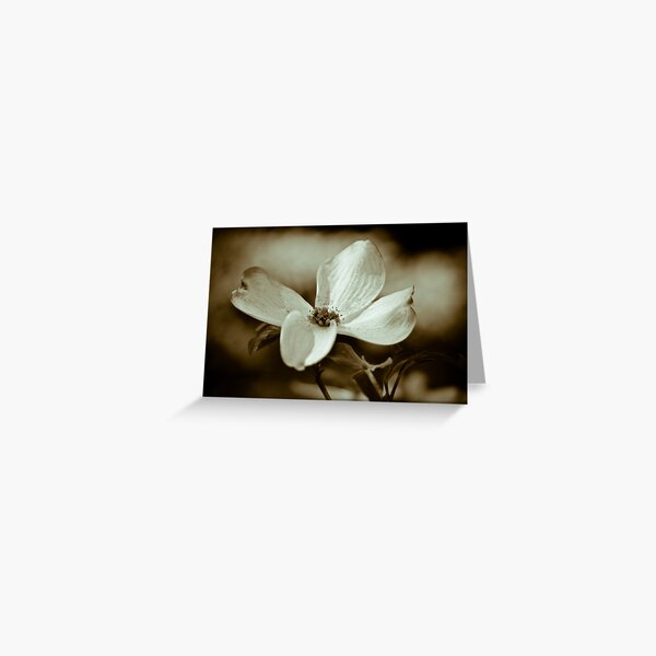 Monochrome Flowering Dogwood Blossom Greeting Card