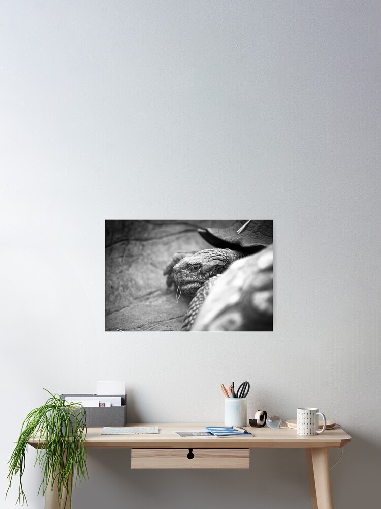 Thumbnail 2 of 3, Poster, turtle designed and sold by bebikmis.