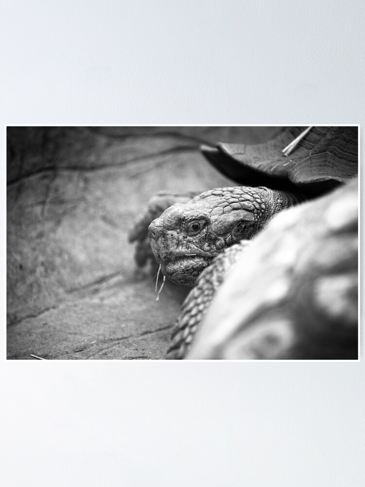 Thumbnail 1 of 3, Poster, turtle designed and sold by bebikmis.