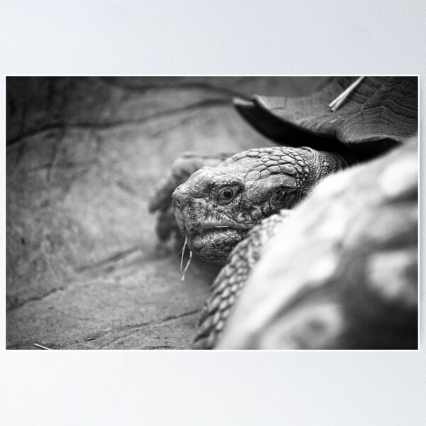 Item preview, turtle designed and sold by Sebastian Chalupa.