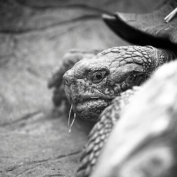 Artwork thumbnail, turtle by Sebastian Chalupa