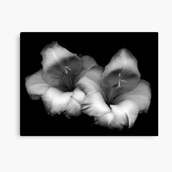 Pair of Gladiolas Canvas Print