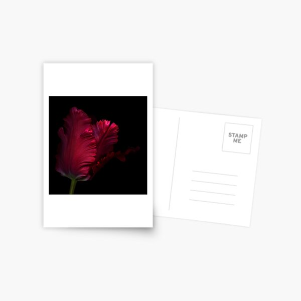 Red Parrot Tulip Postcard