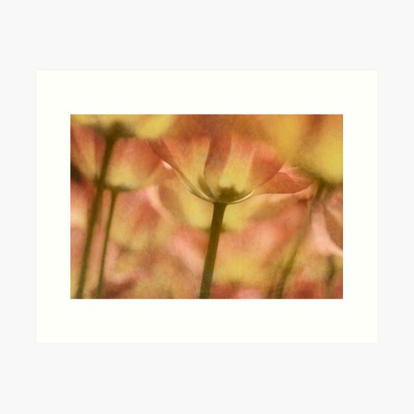 Tulip Garden Art Print