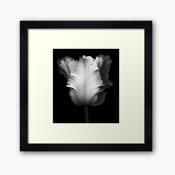 Parrot Tulip Framed Art Print