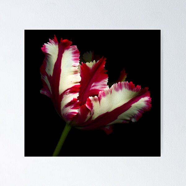 White and Red Tulip II Poster