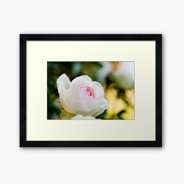 Pale Pink English Rose Framed Art Print