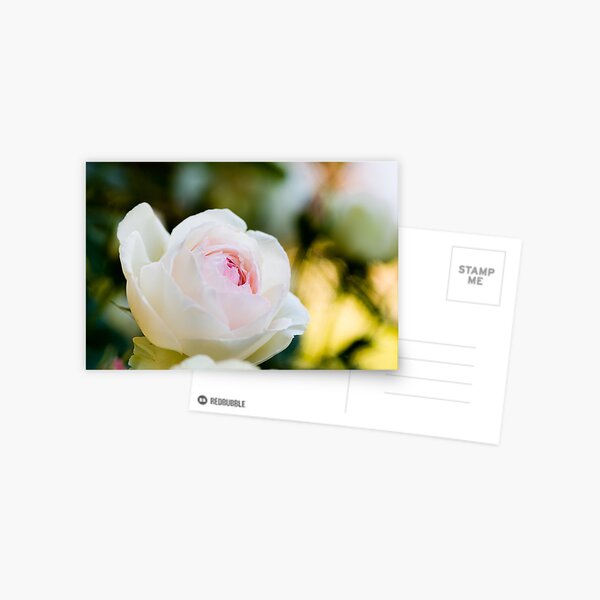Pale Pink English Rose Postcard