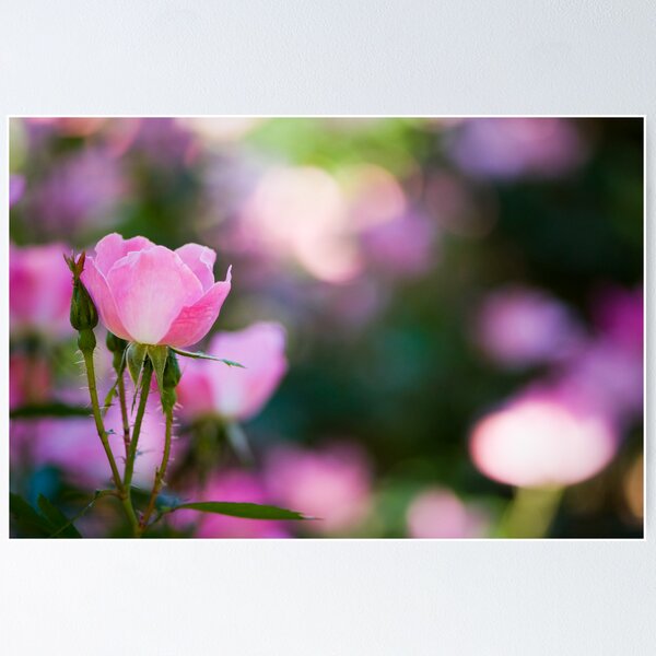 Pink Rose Bush Poster