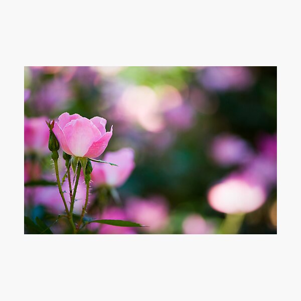 Pink Rose Bush Photographic Print