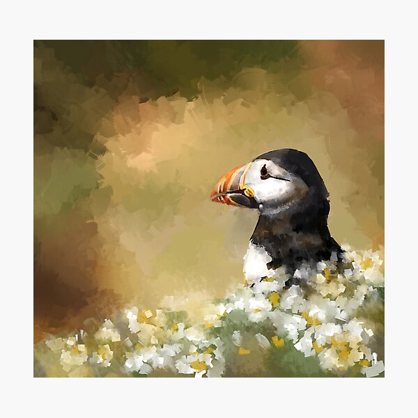Puffin in the daisies Photographic Print
