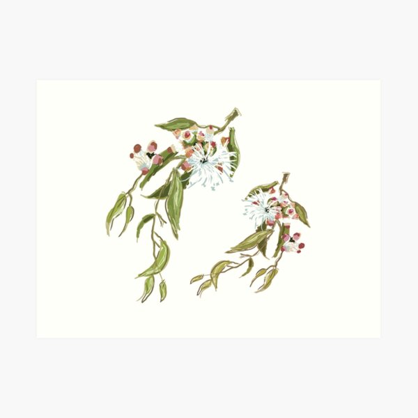 Cup Gum - Australian Eucalyptus flower Art Print