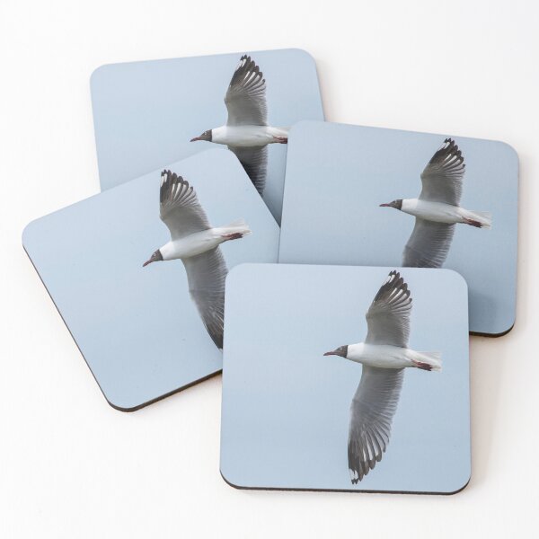 Item preview, Brown Winged Gull Wingspread designed and sold by DonMc.