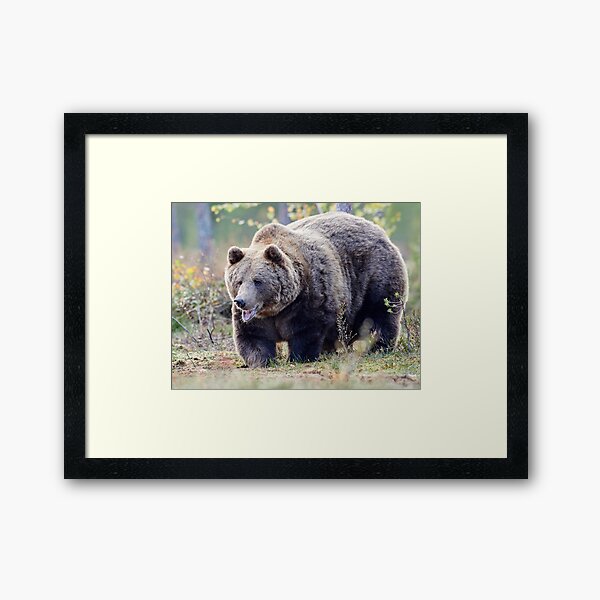 The Laughing Bear Framed Art Print