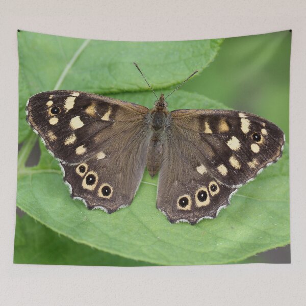 Item preview, Catching the Sunlight designed and sold by cuprum.