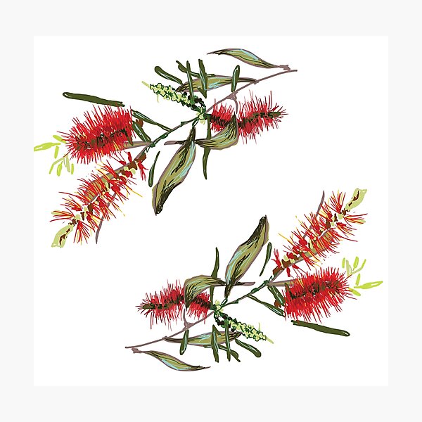 Item preview, Callistemon designed and sold by Alice Duigan Mussared.