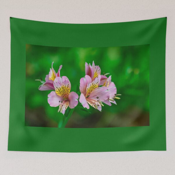 Item preview, Peruvian lily, (altroemeria aurantiaca ligtu) designed and sold by Martin Leber.